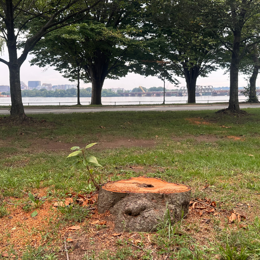 More trees are up for the chopping blog at East Potomac Park 
