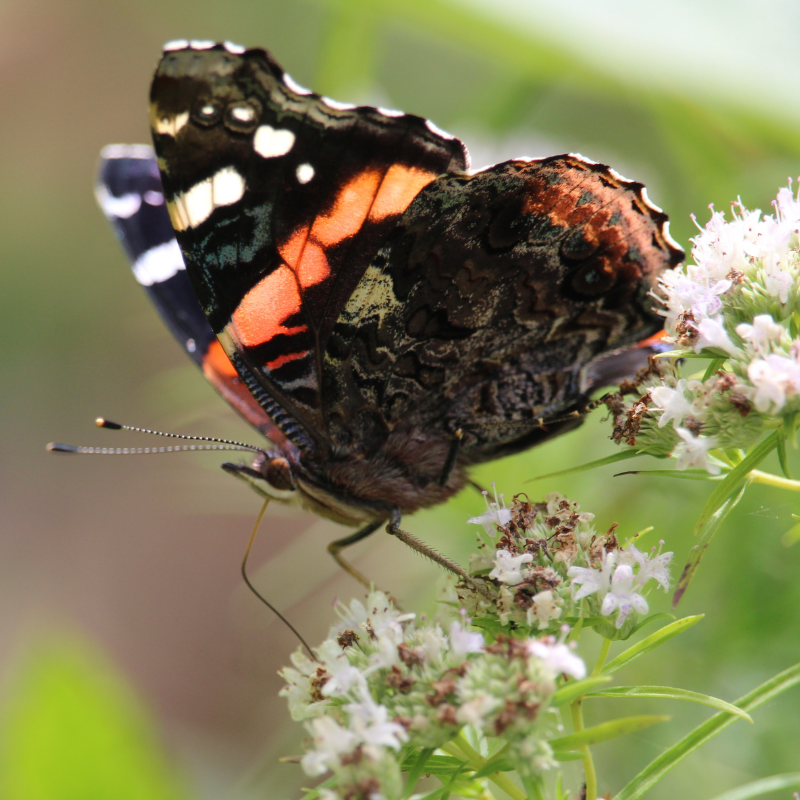 From nesting in fall foliage to fluttering away, the life cycle of caterpillars in the Potomac River region