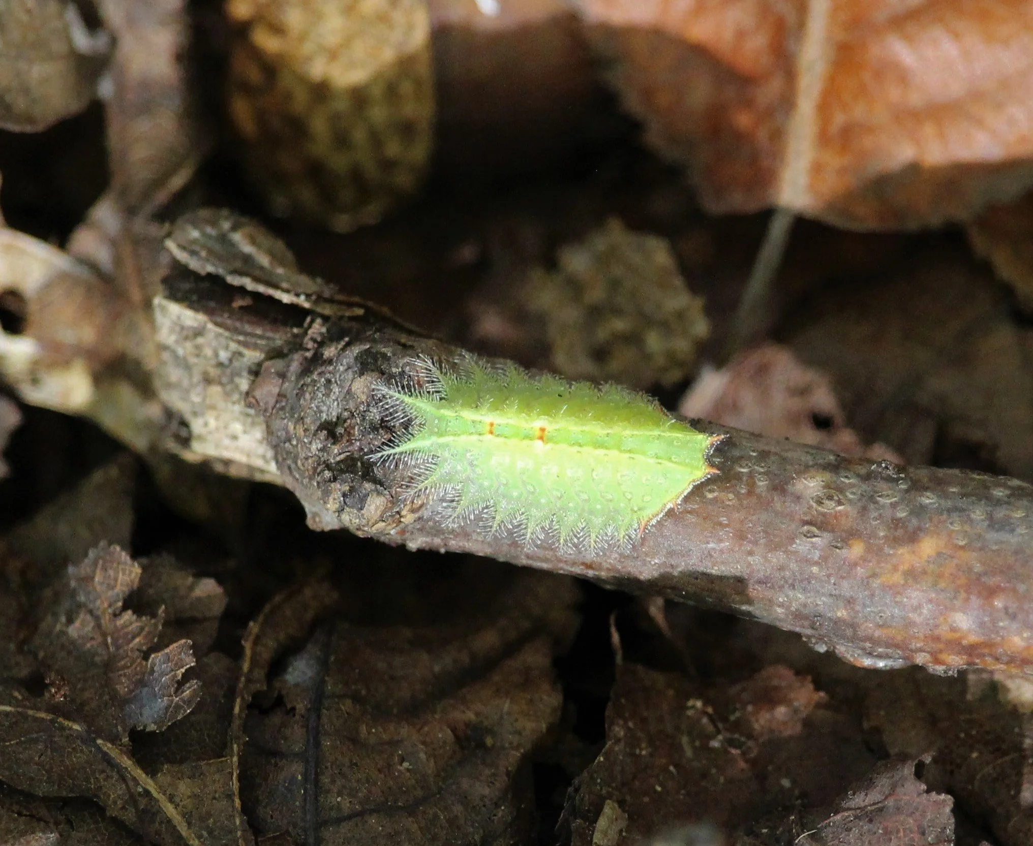 Crowned slug moth caterpillar. Photo credit: Jodi Davis