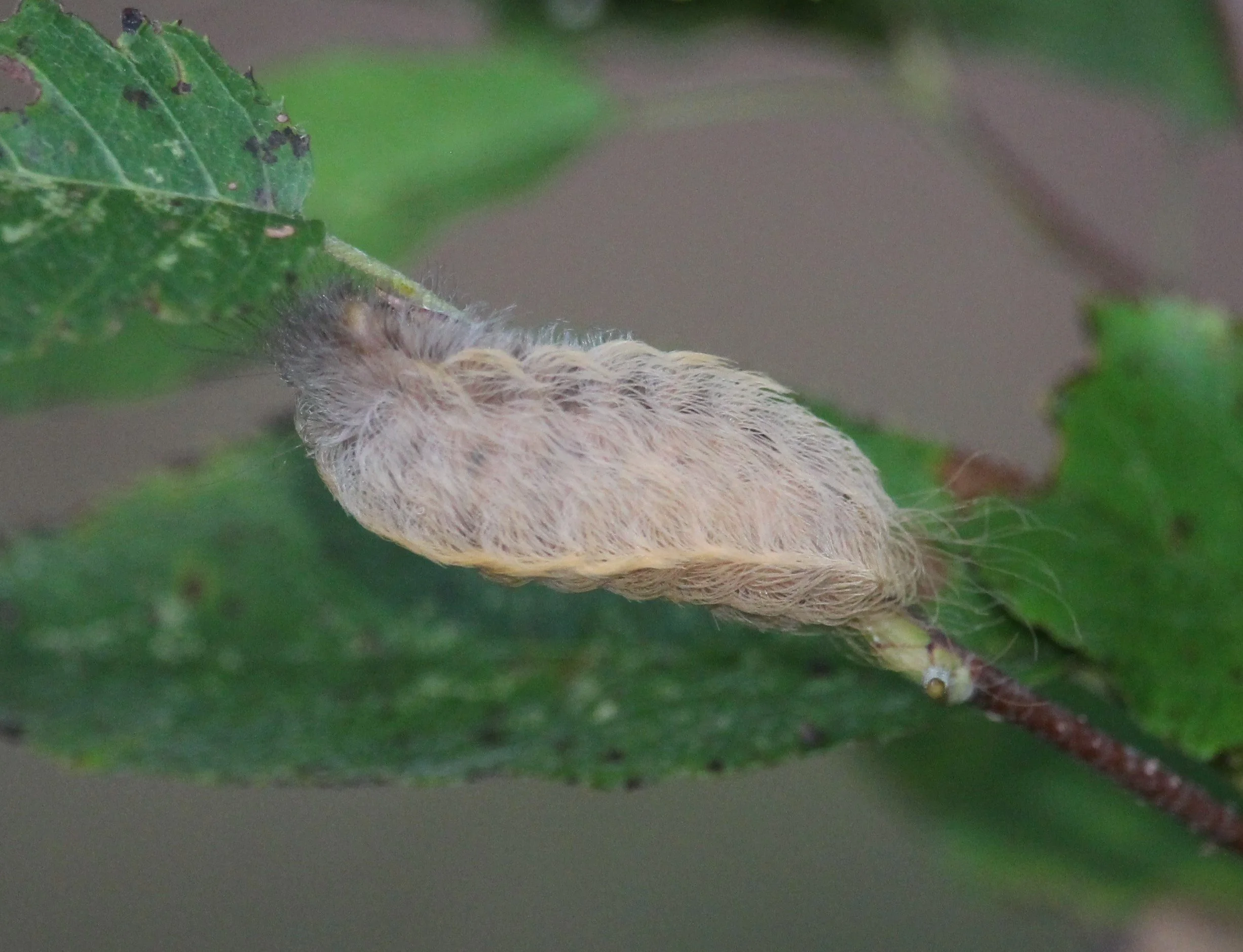 Flannel moth caterpillar. Photo credit: Jodi Davis