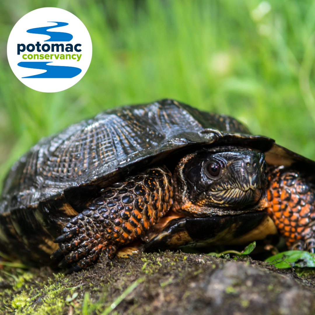 Turtles, Quail, and Conservation Easements