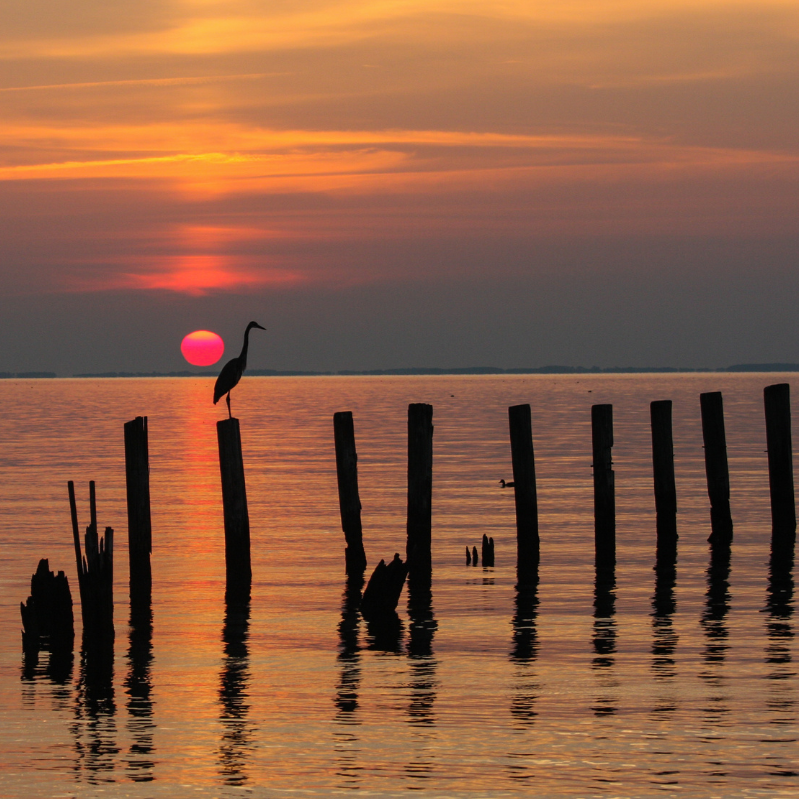 Potomac Conservancy’s statement on President Trump rescinding Chesapeake Bay Executive Order