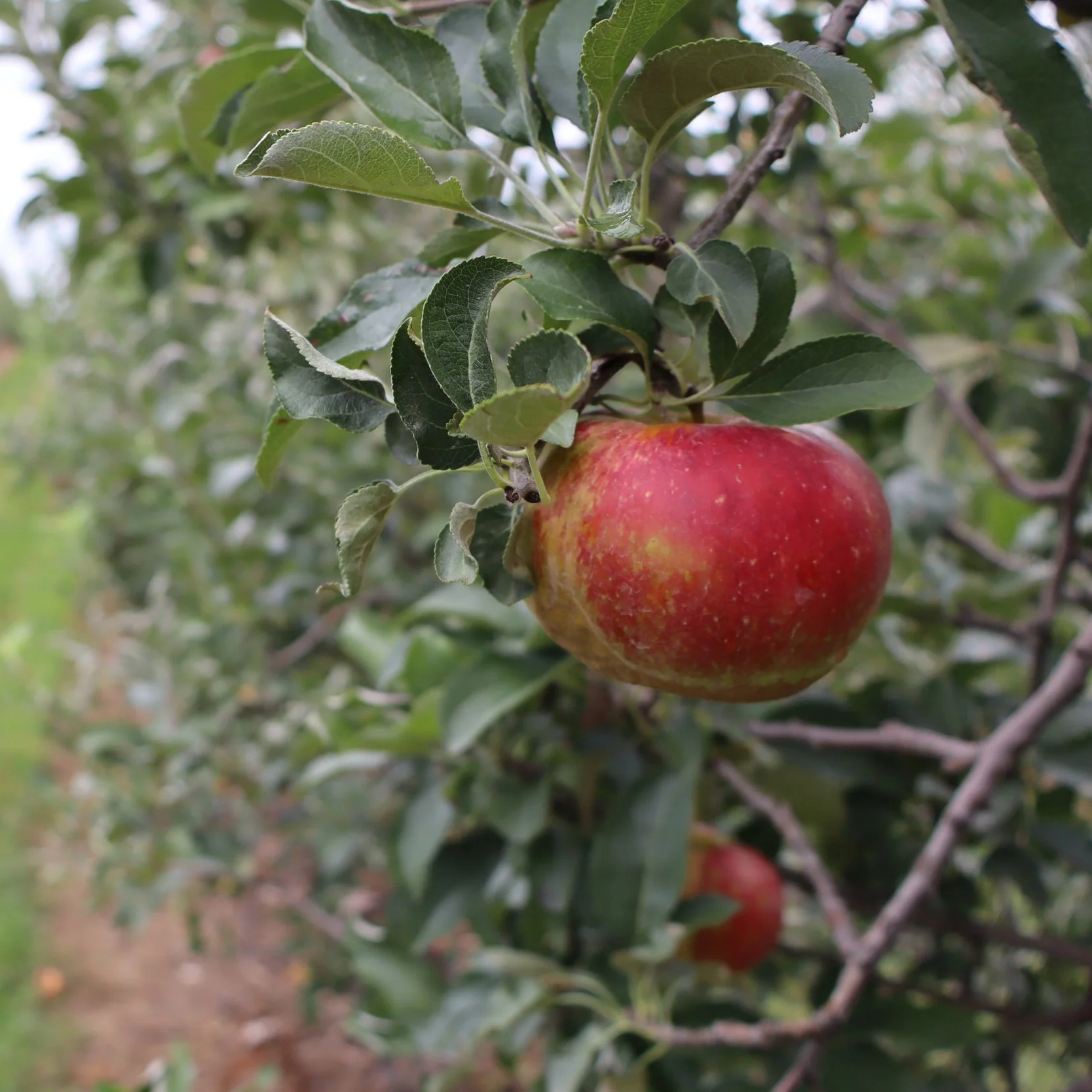 What happened to the apples? How Butler’s Orchard, a local Maryland farm handled the unpredictable weather this year 