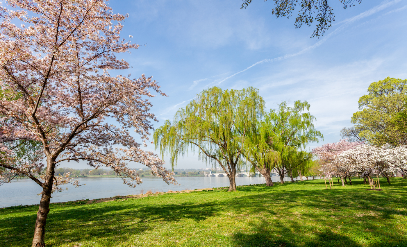 Cherry Blossom and Bridge on Potomac River, Washington DC