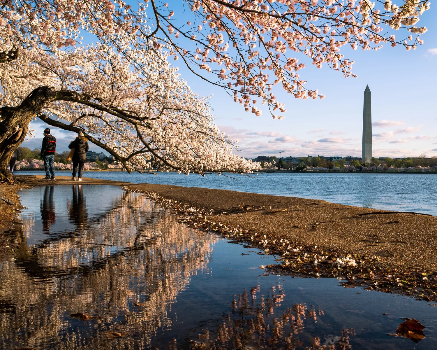 As the climate crisis raises the Potomac River, Tidal Basin seawalls