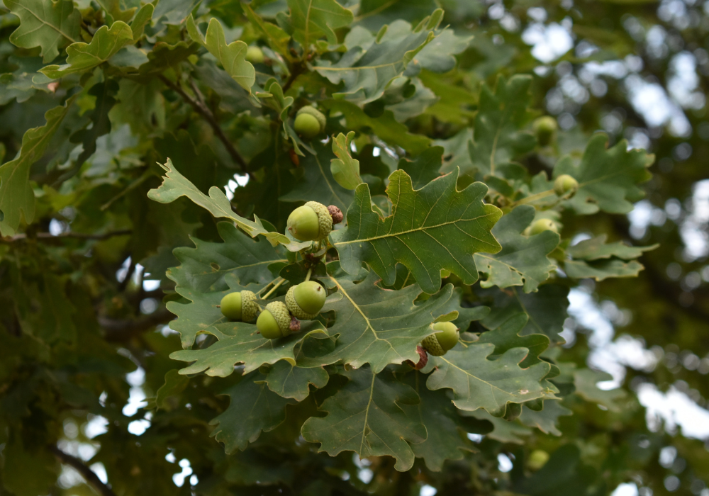 Nature’s mast years: the mystery of the tree's bountiful seeds and ...