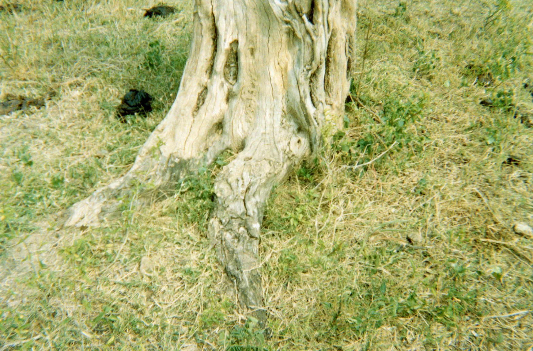 This photo shows the place under the tree where I killed a person for the first time when I was a child soldier. 
