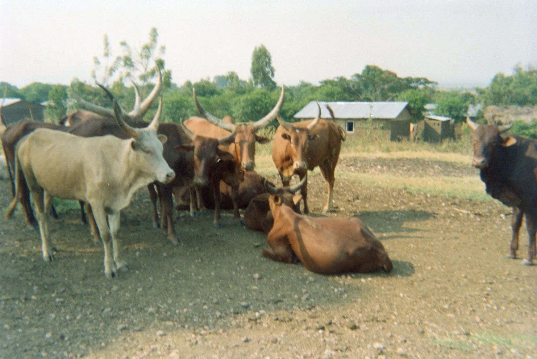 These are the cows that I look after in the fields and the cows I milk in order to earn some money to see to other vital needs.