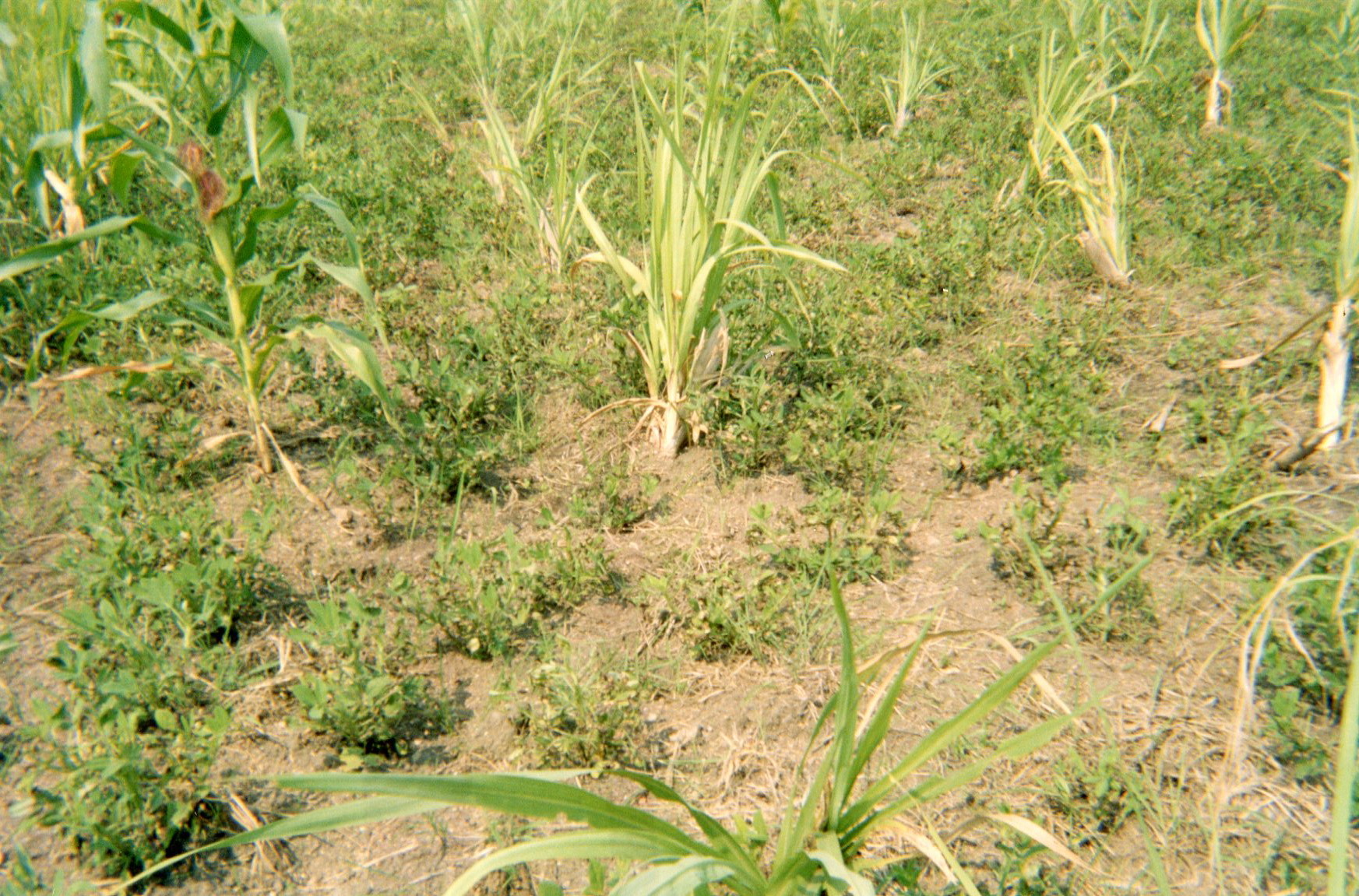  This picture shows my field of corn and peanuts. It can be considered my income generating activity.&nbsp; 