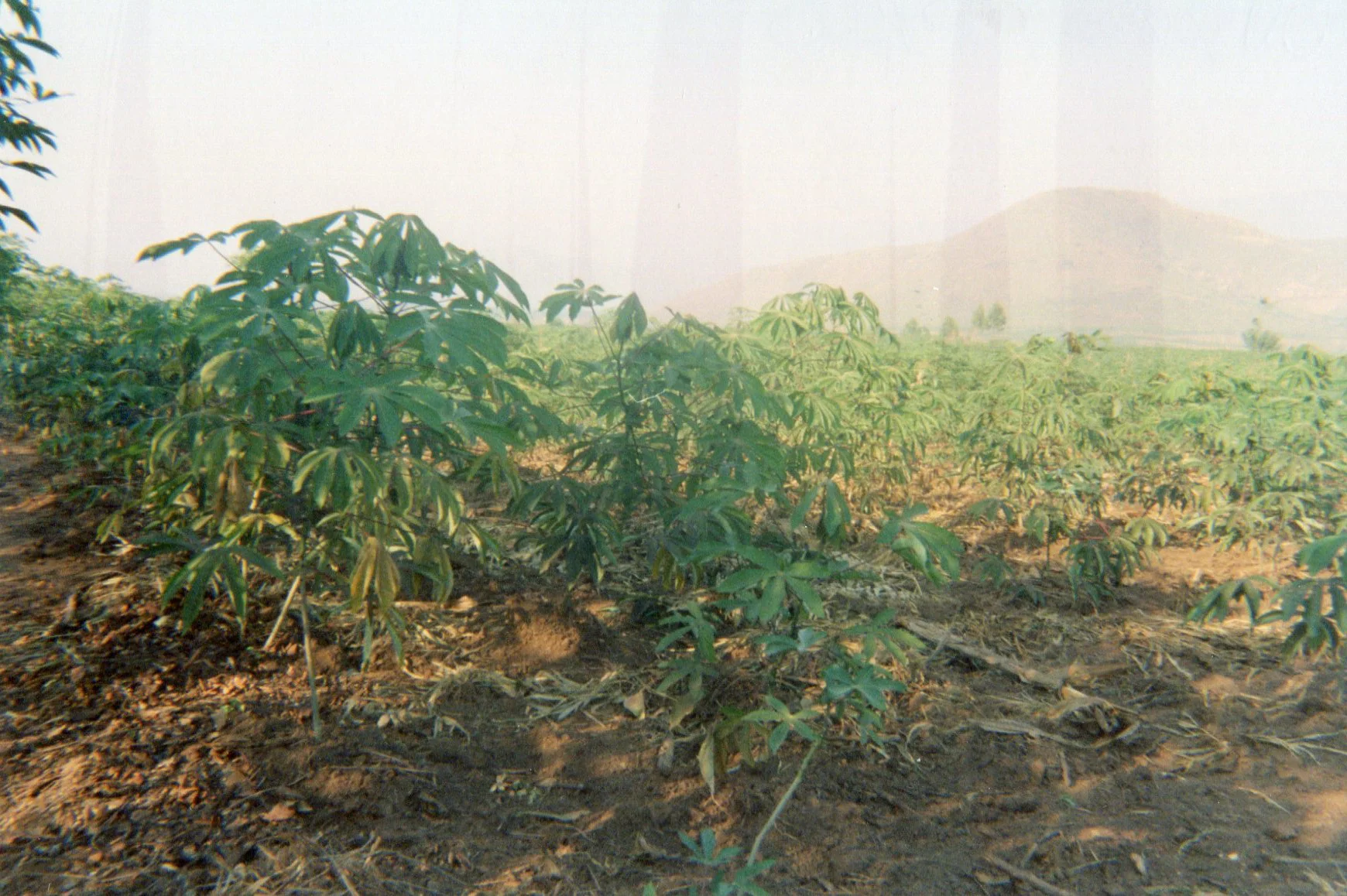 This photo shows ex-combatants received their economic reinsertion. They sold them some time later to recover their capital and go back to their original activity of digging fields. 