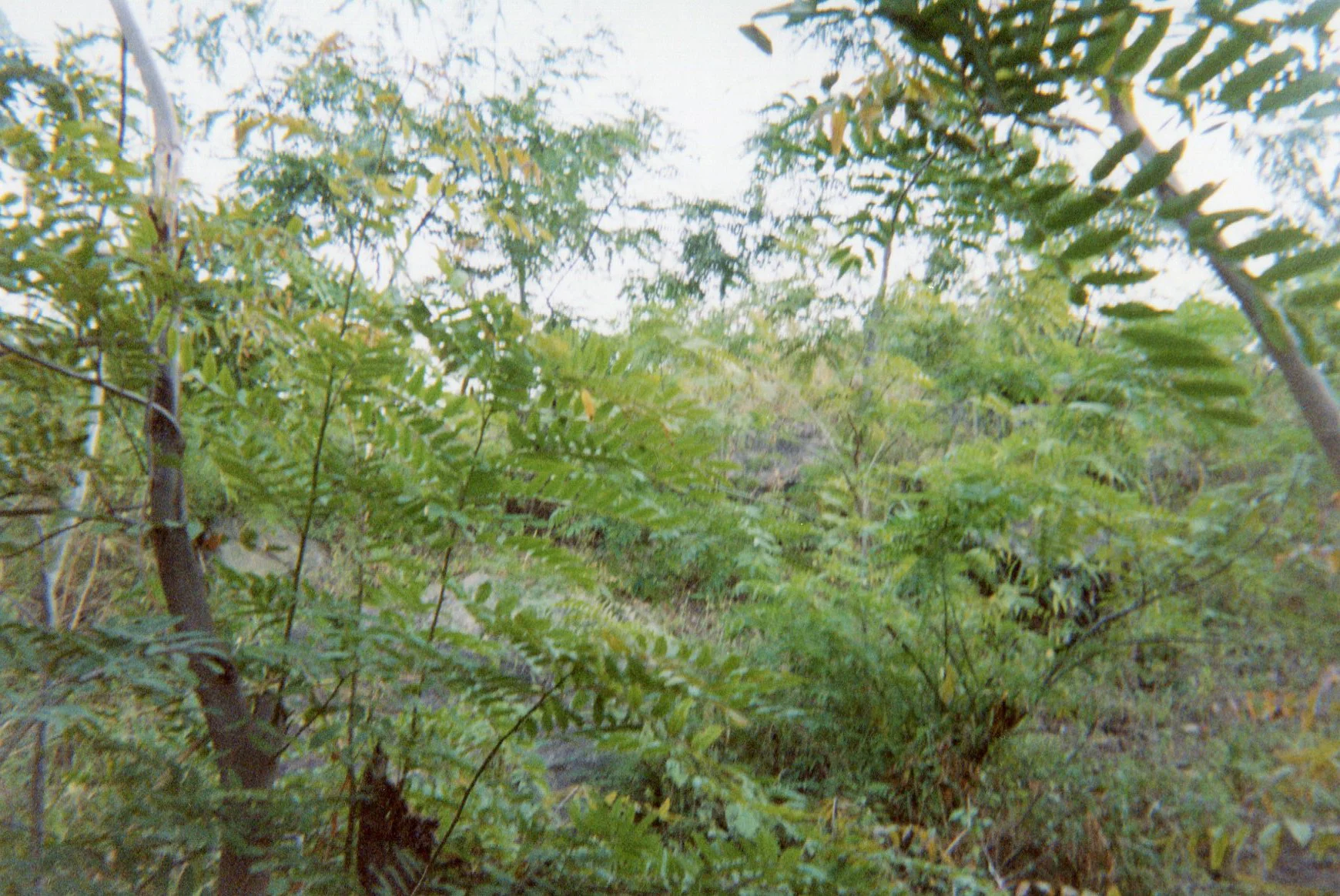 This is the place where the ex-child soldiers cut wood for fuel. 