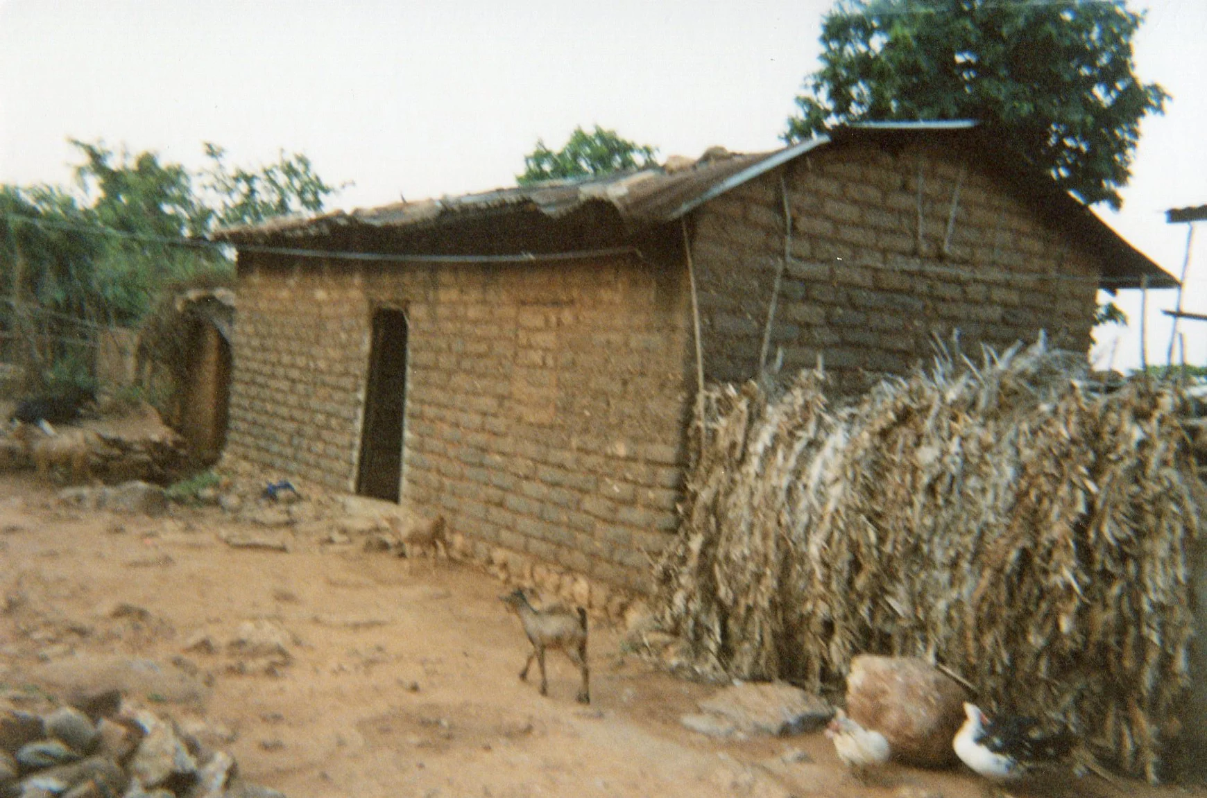 This picture compares the house where I live with my family of five, and my neighbour's house. 
