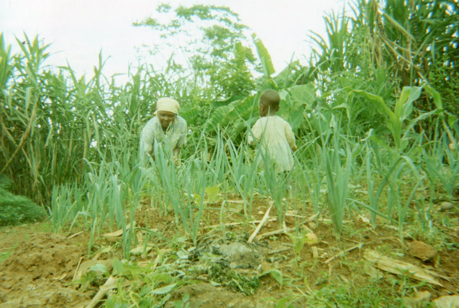 To cultivate onion.