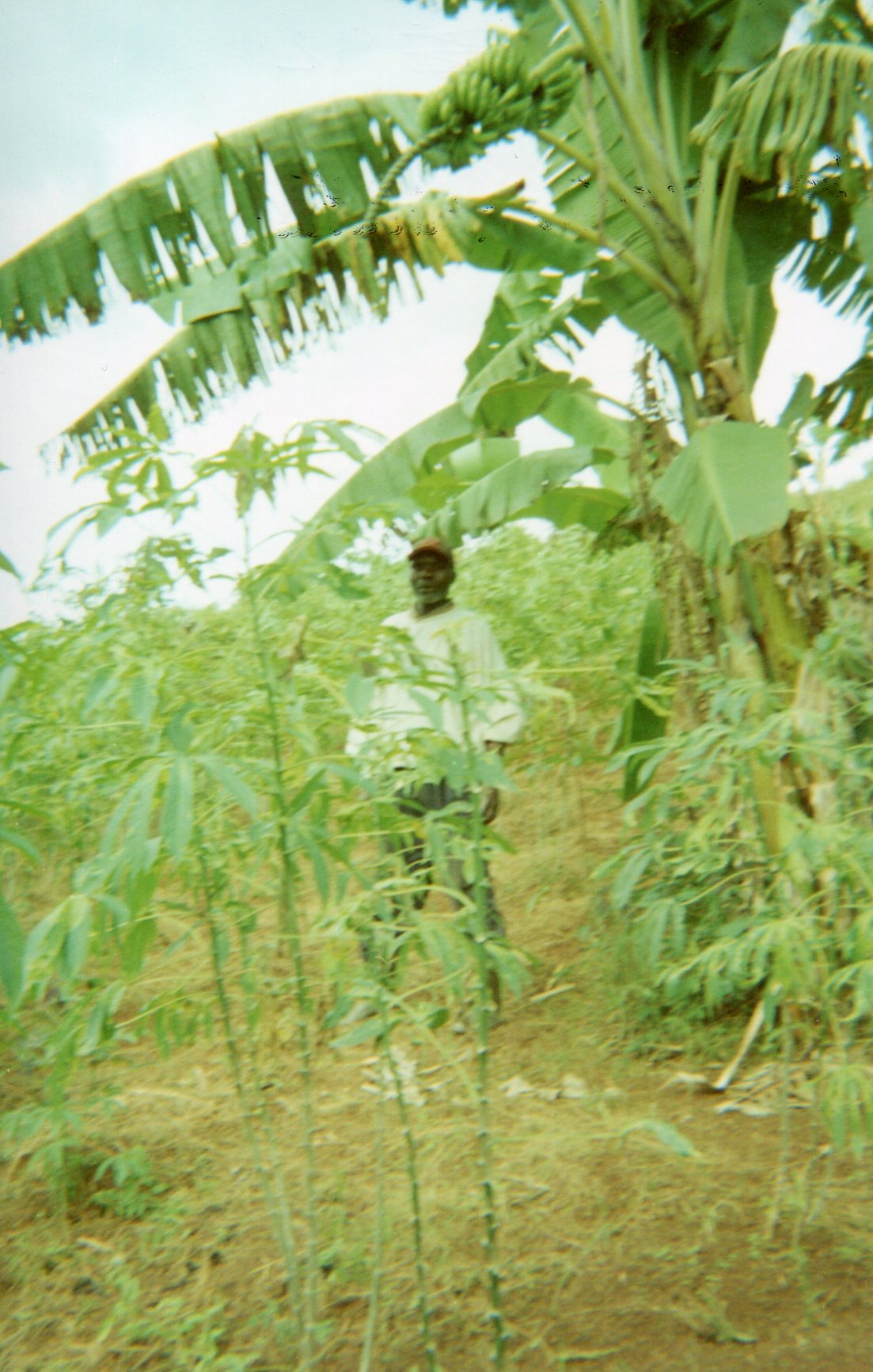  Green banana tree: Hope in life. 