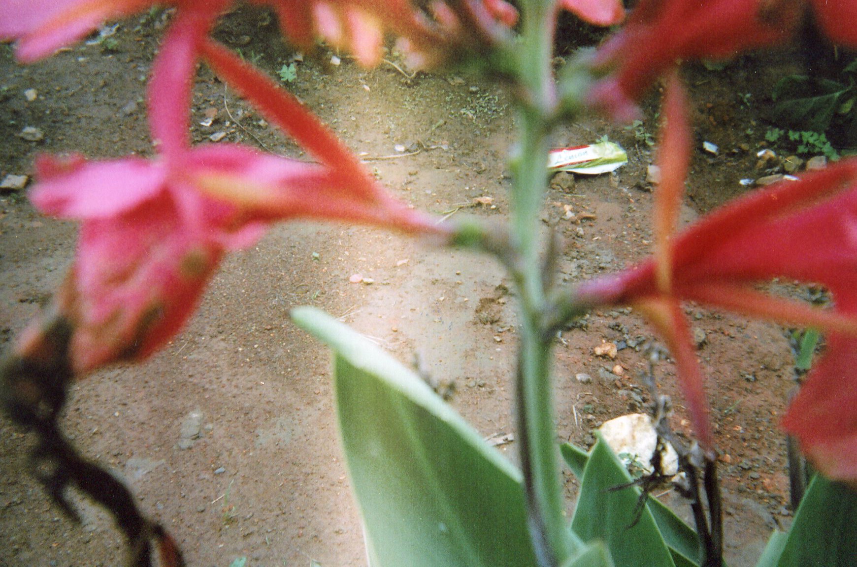  This red flower symbolizes the blood that flowed from this raped woman.&nbsp; 