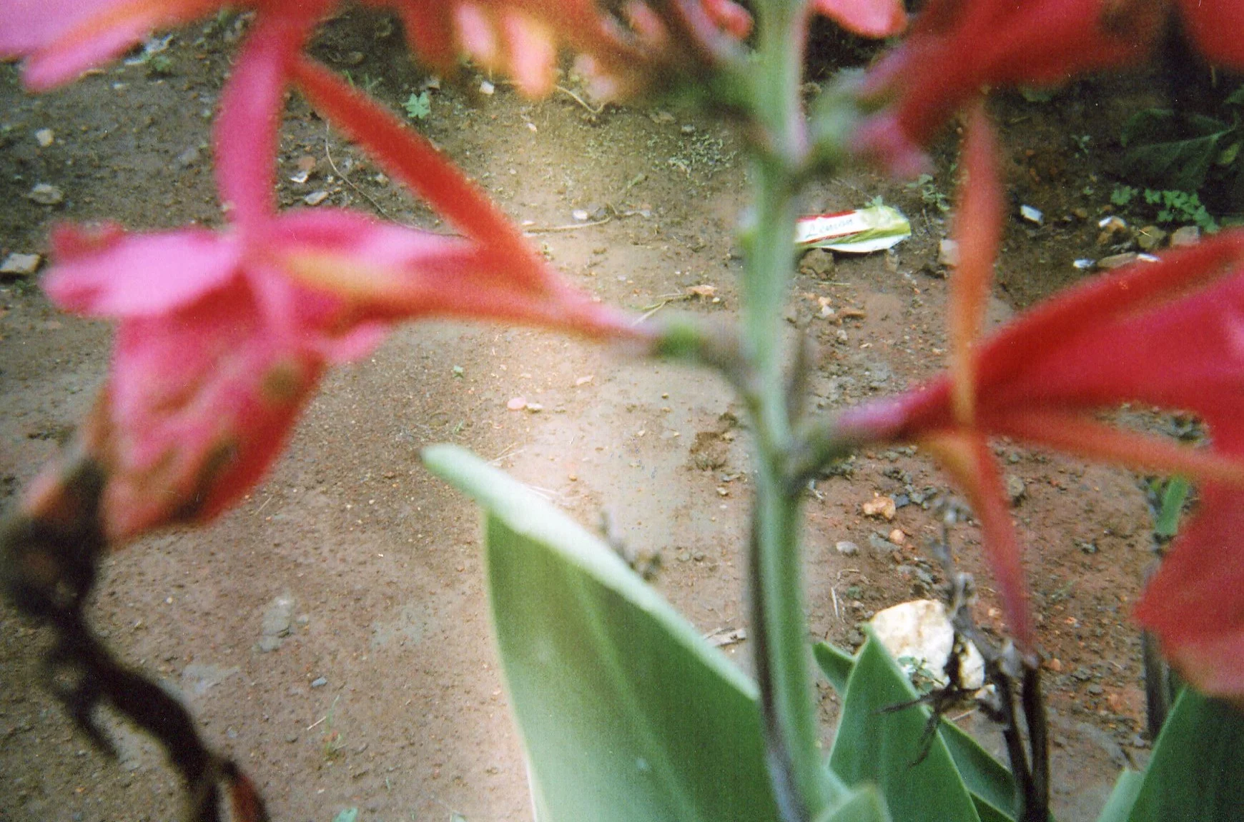 This red flower symbolizes the blood that flowed from this raped woman. 