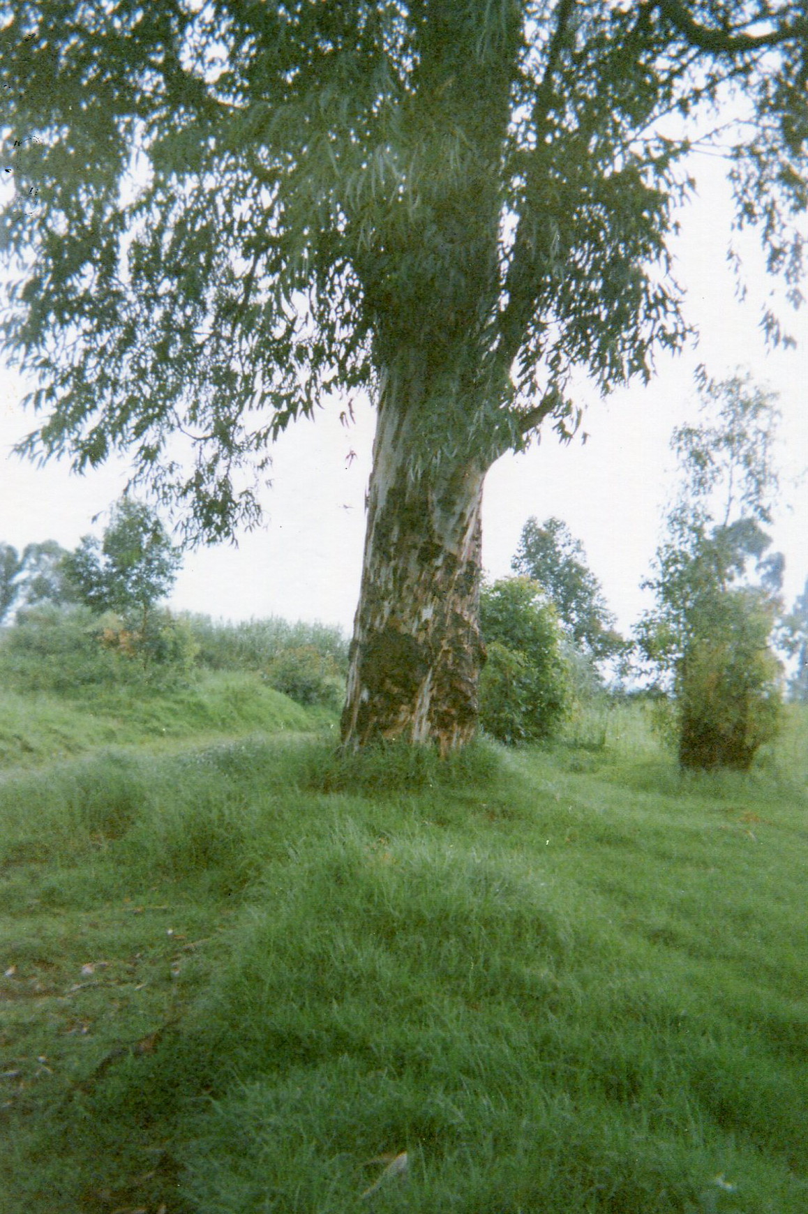  This tree reminds me of combat — I hid myself in a similar field of trees.&nbsp; 