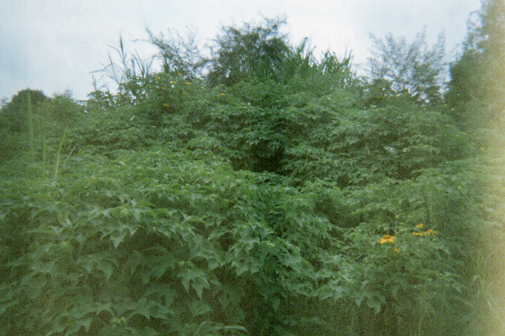  This bush symbolizes the place where we hid when we were combatants and where some of us died in there from poor conditions and sickness.&nbsp; 