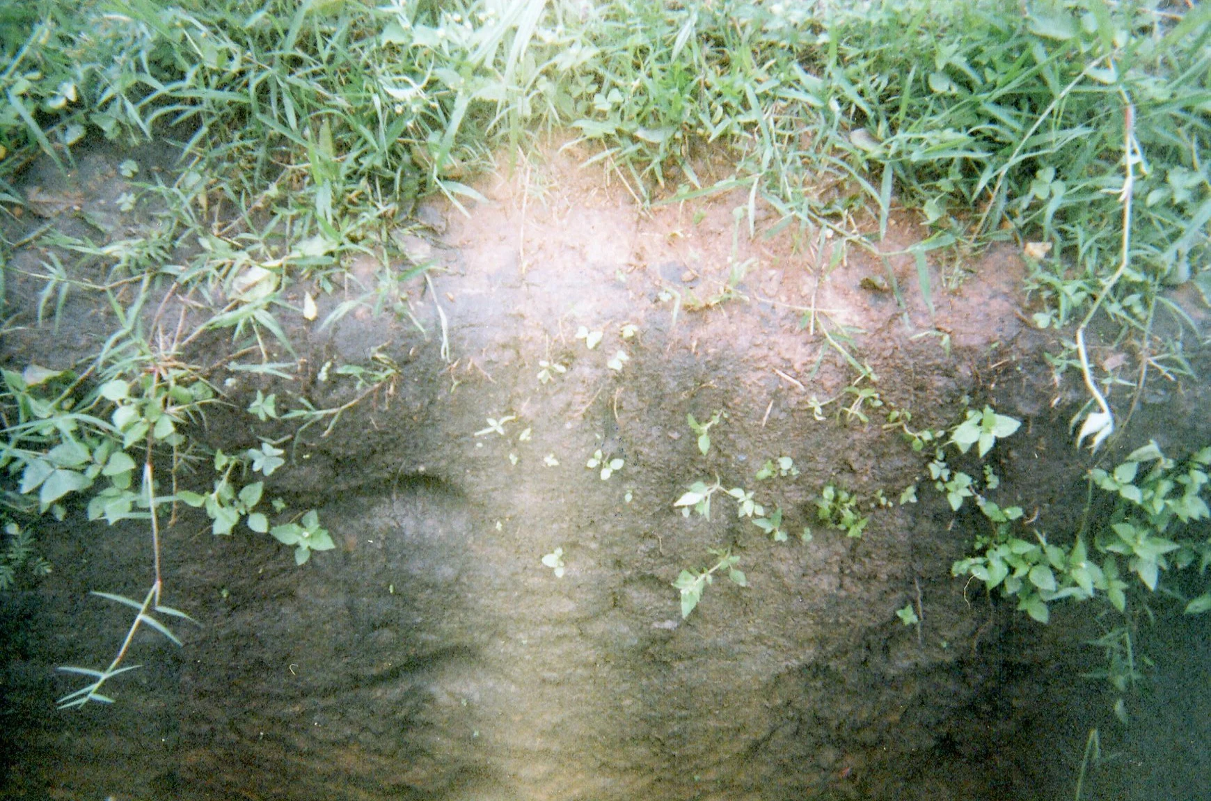 This black hole symbolizes the suffering that I crossed to the point where I wanted to die, but the green herbs represent my small hope to survive.