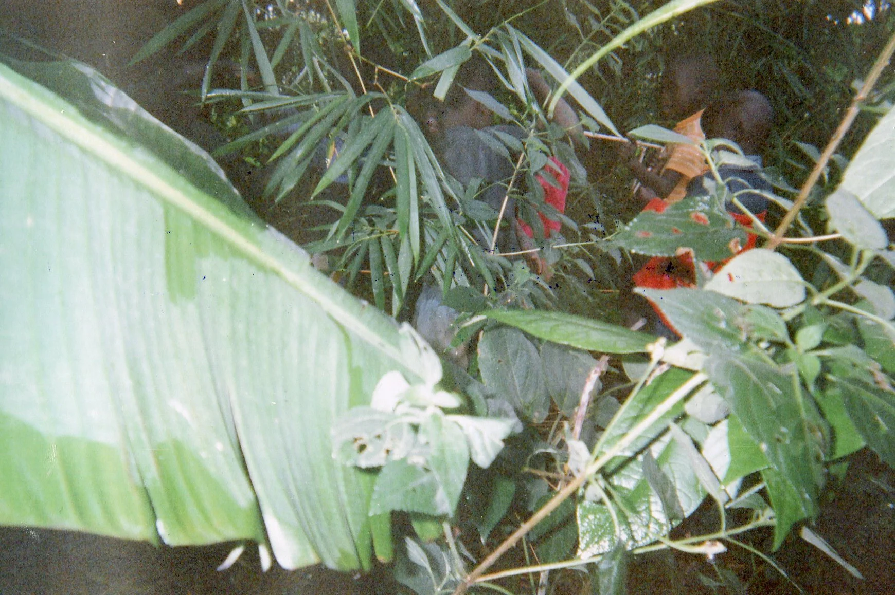 Here people hide themselves in the bush.
