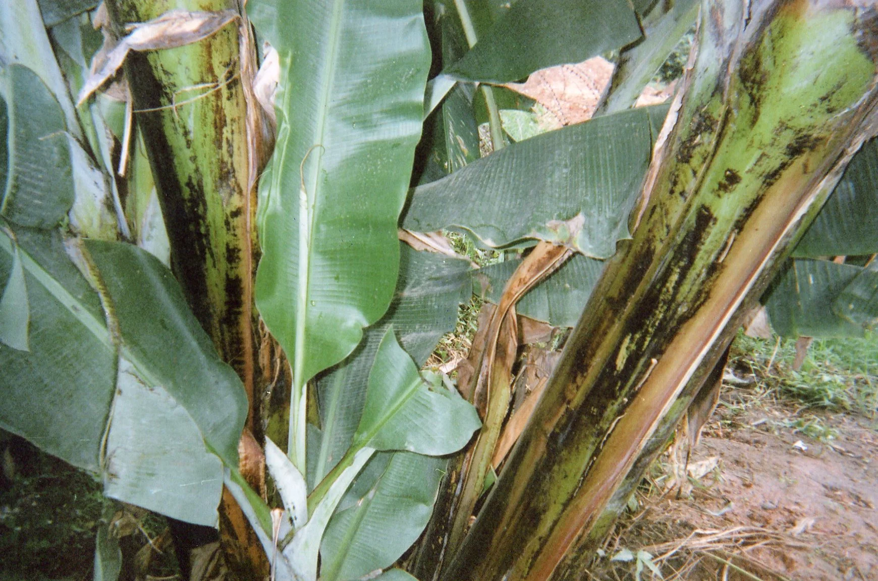 This young banana tree is a sign of life coming back after the war. 
