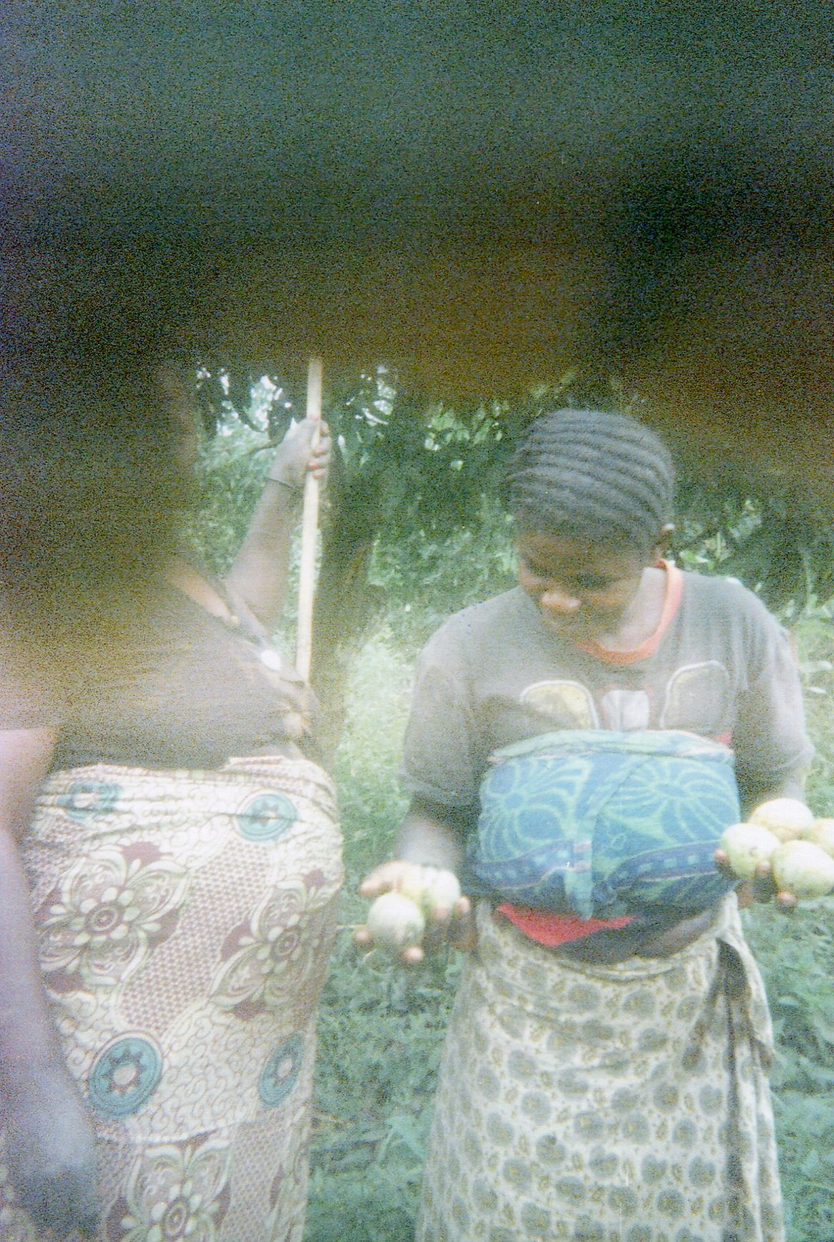  The women cook the fruits in the bush to feed their families.&nbsp; 