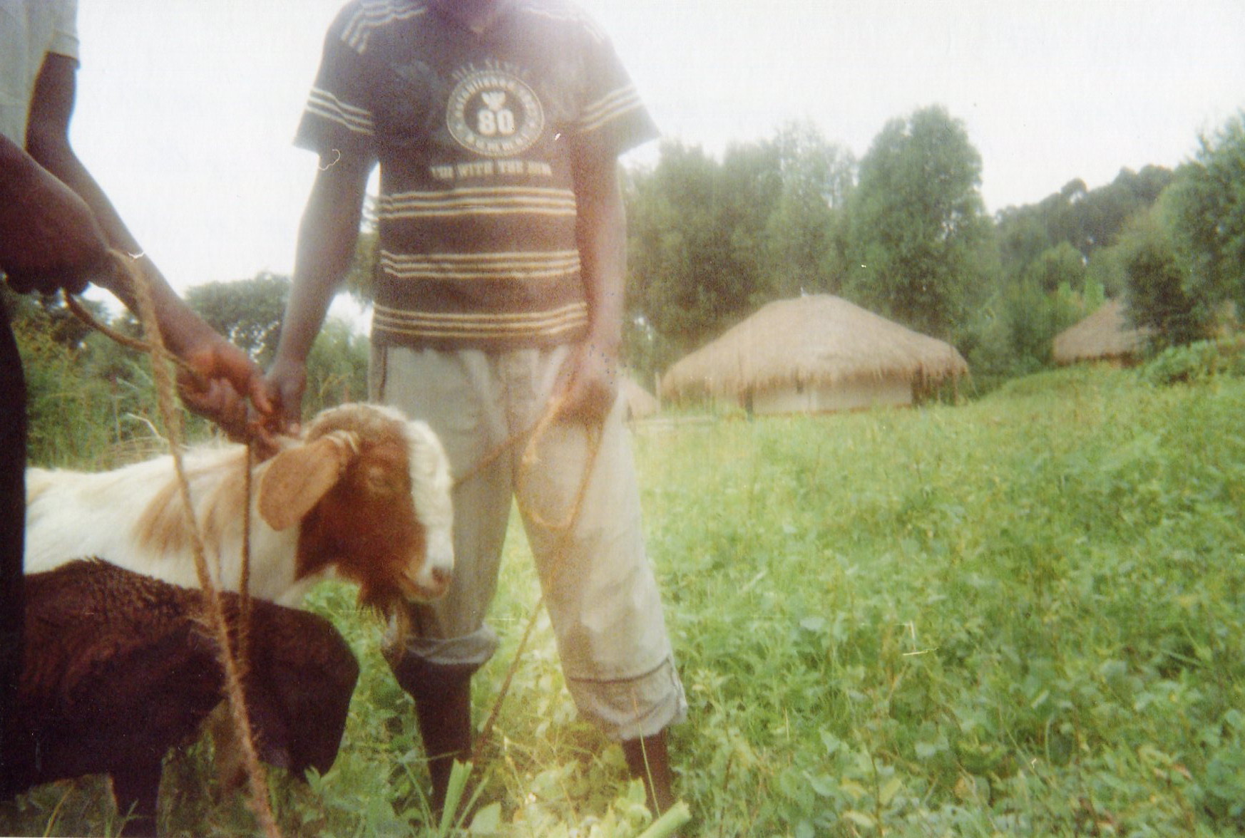  The combatants come to rob and pillage the livestock of the population.&nbsp; 