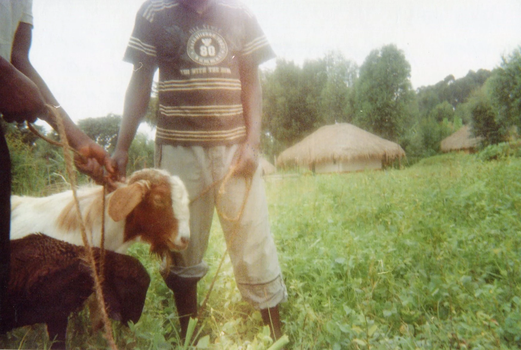 The combatants come to rob and pillage the livestock of the population. 