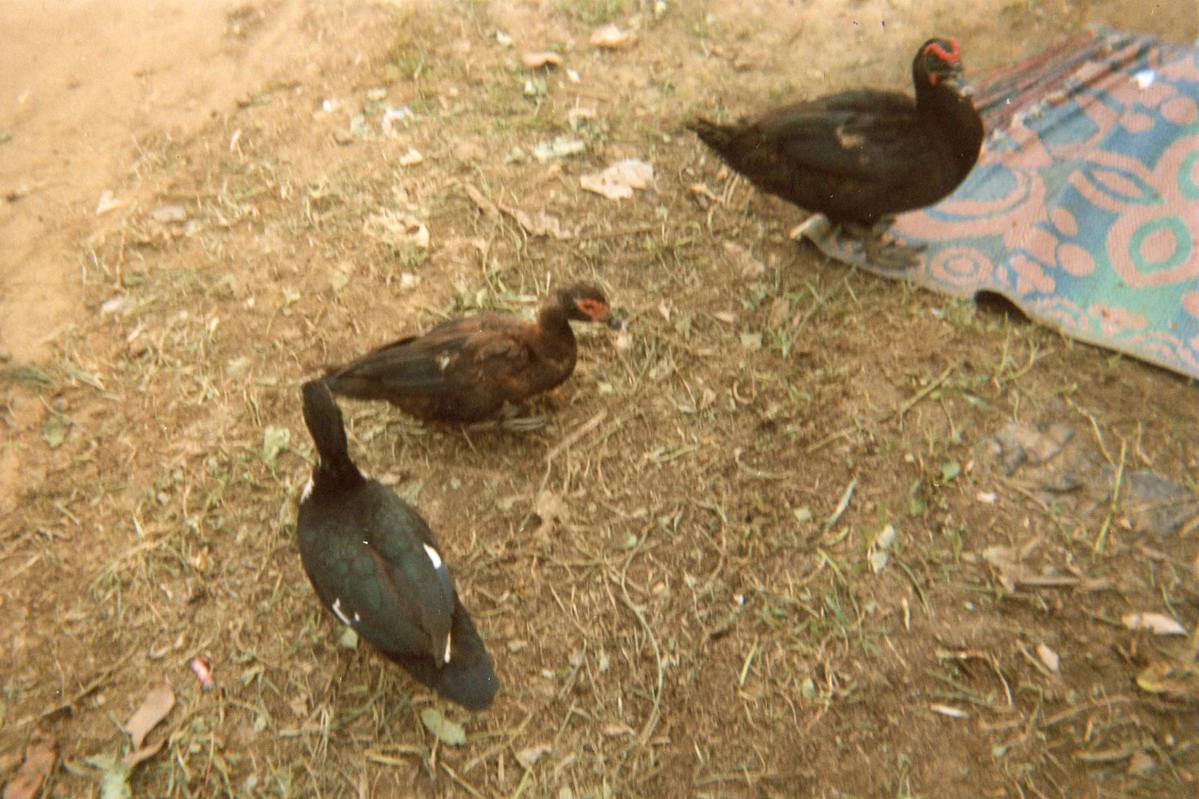 Here I left to go steal these ducks in Mgini.