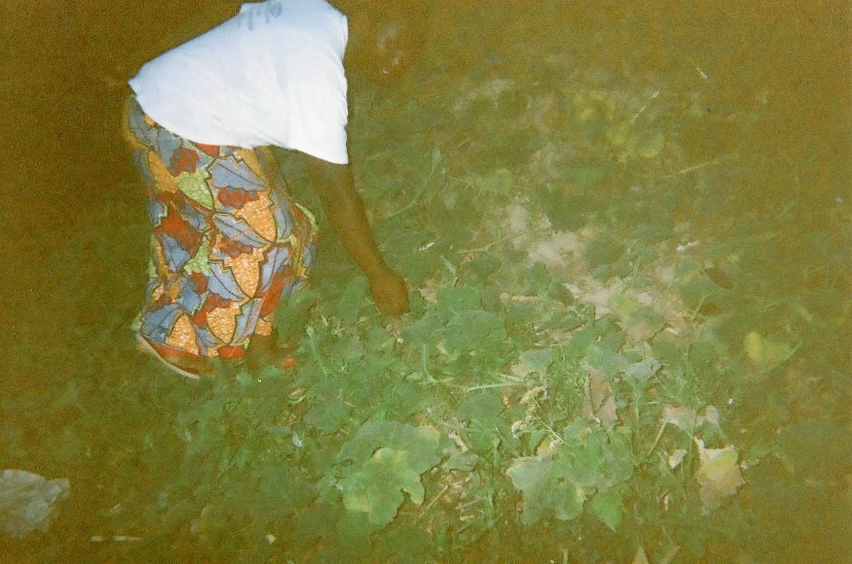 I am harvesting vegetables for their food but they never gave us any. 