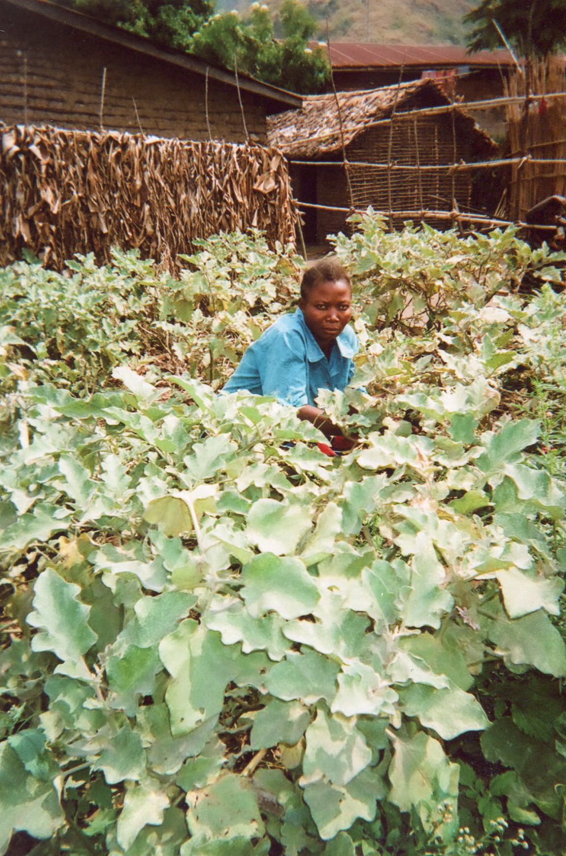  This picture shows how I am lacking something to eat and so that is the reason why I am stealing aubergines.&nbsp; 