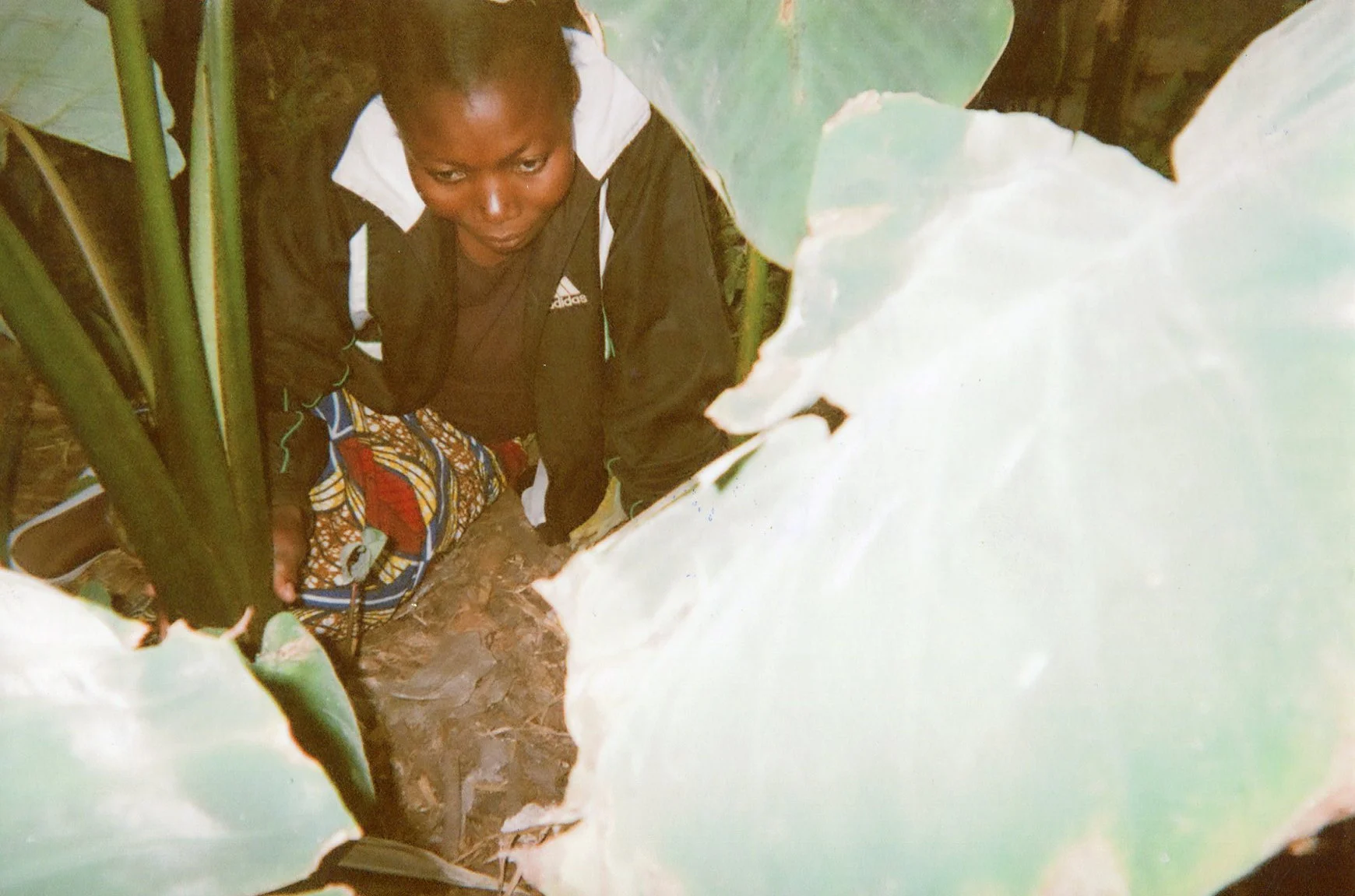 I took this photo to show me harvesting yams. 