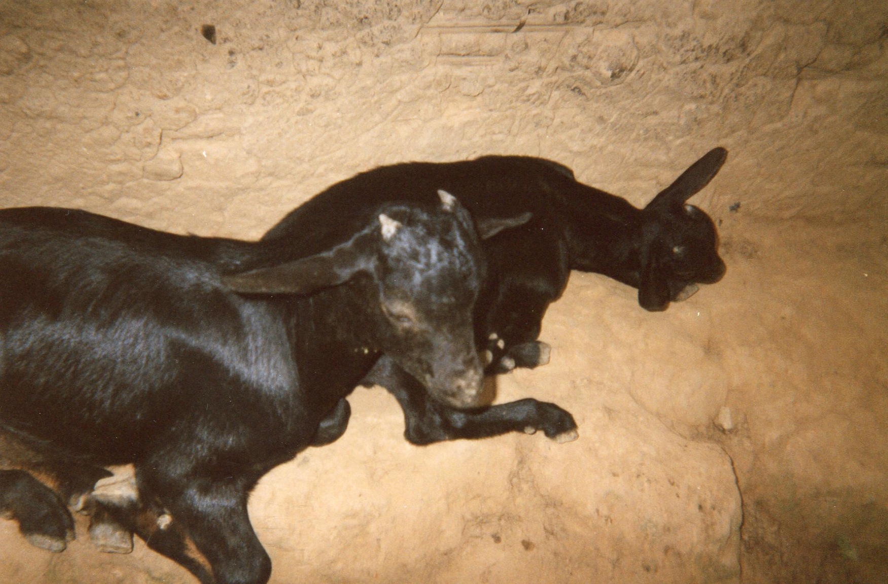  This photo of a goat shows the help that GRAADE gave us when we came out of the forest.&nbsp; 