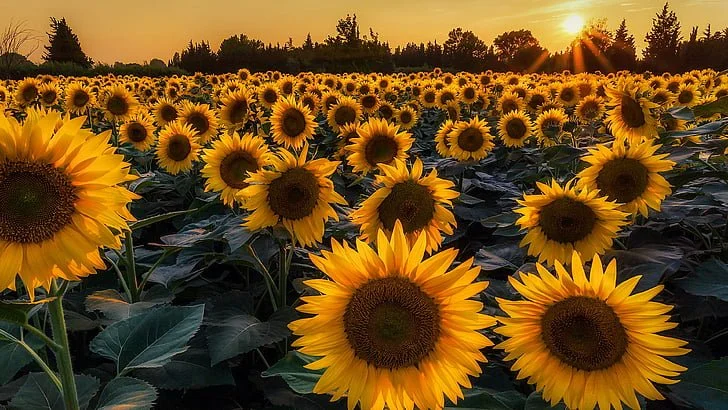 sunflower-sunflower-field-yellow-flowers-sunflowers-wallpaper-preview.jpeg