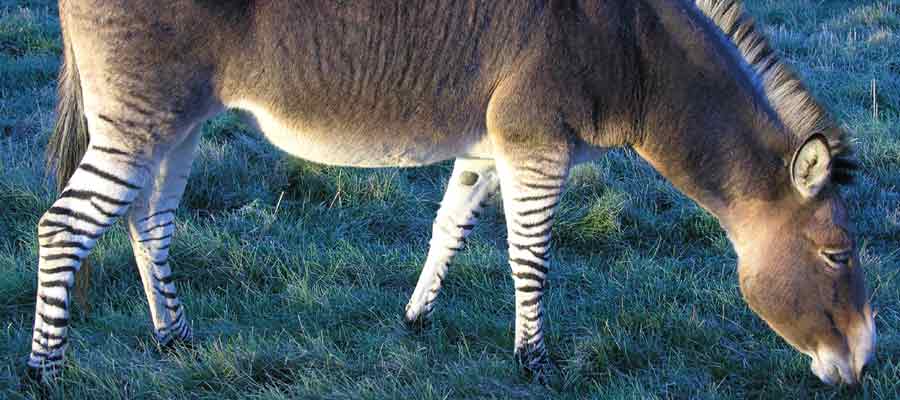 Zonkey