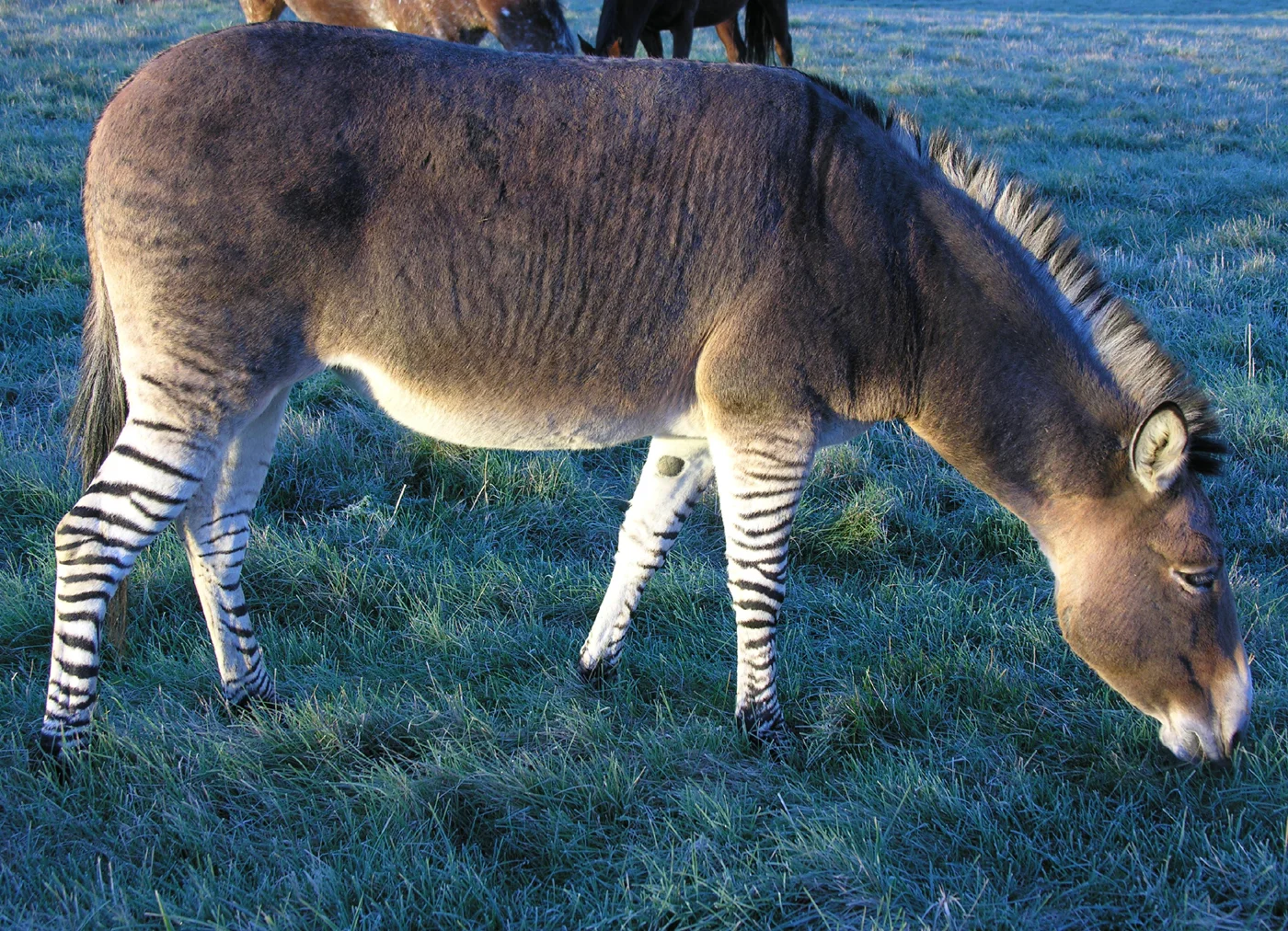 Zonkey-Slideshow_final.jpg