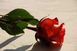 rose-1382102-m.jpg
