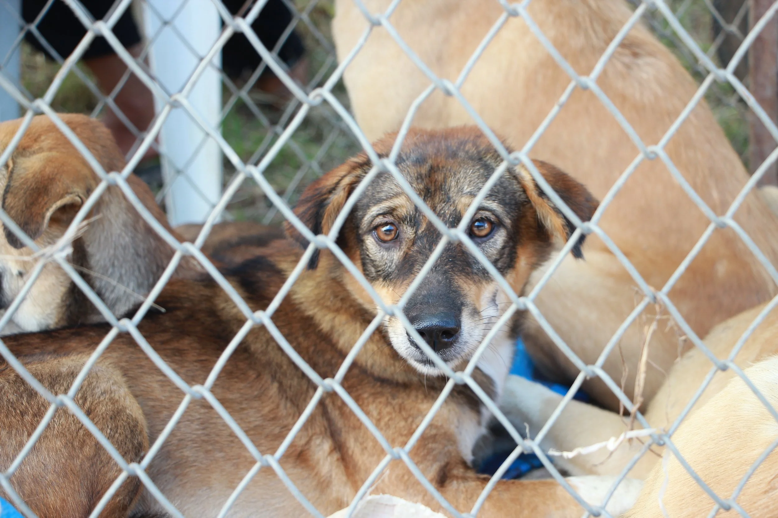 animal-breed-cage-1350563.jpg