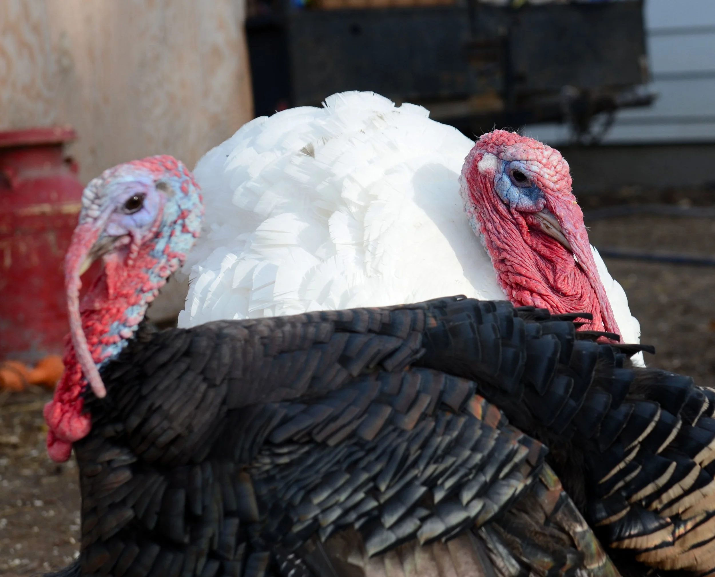 Billions of Animals Killed Worldwide for Religious and Traditional Festivities