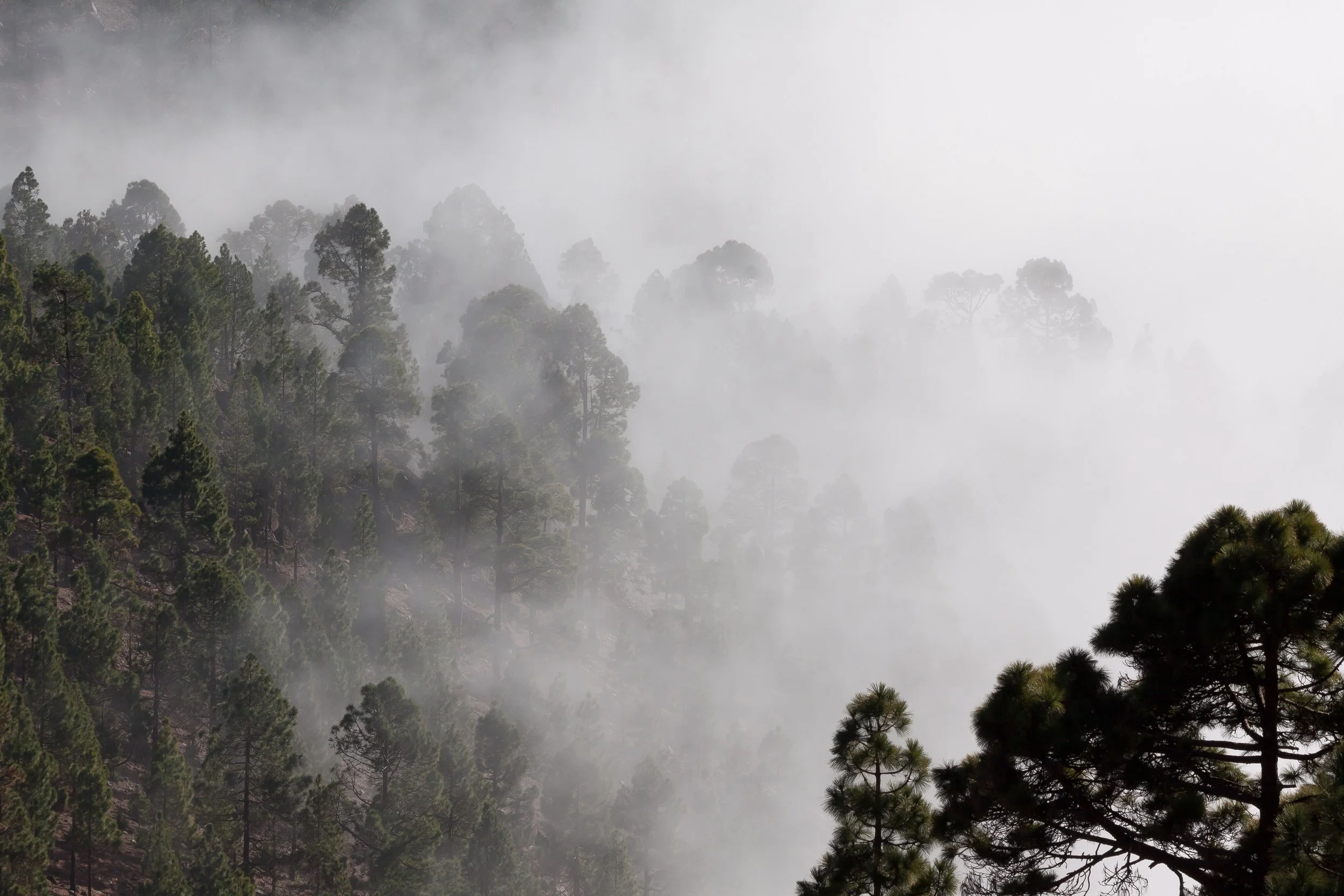 fog-foggy-forest-40726.jpg
