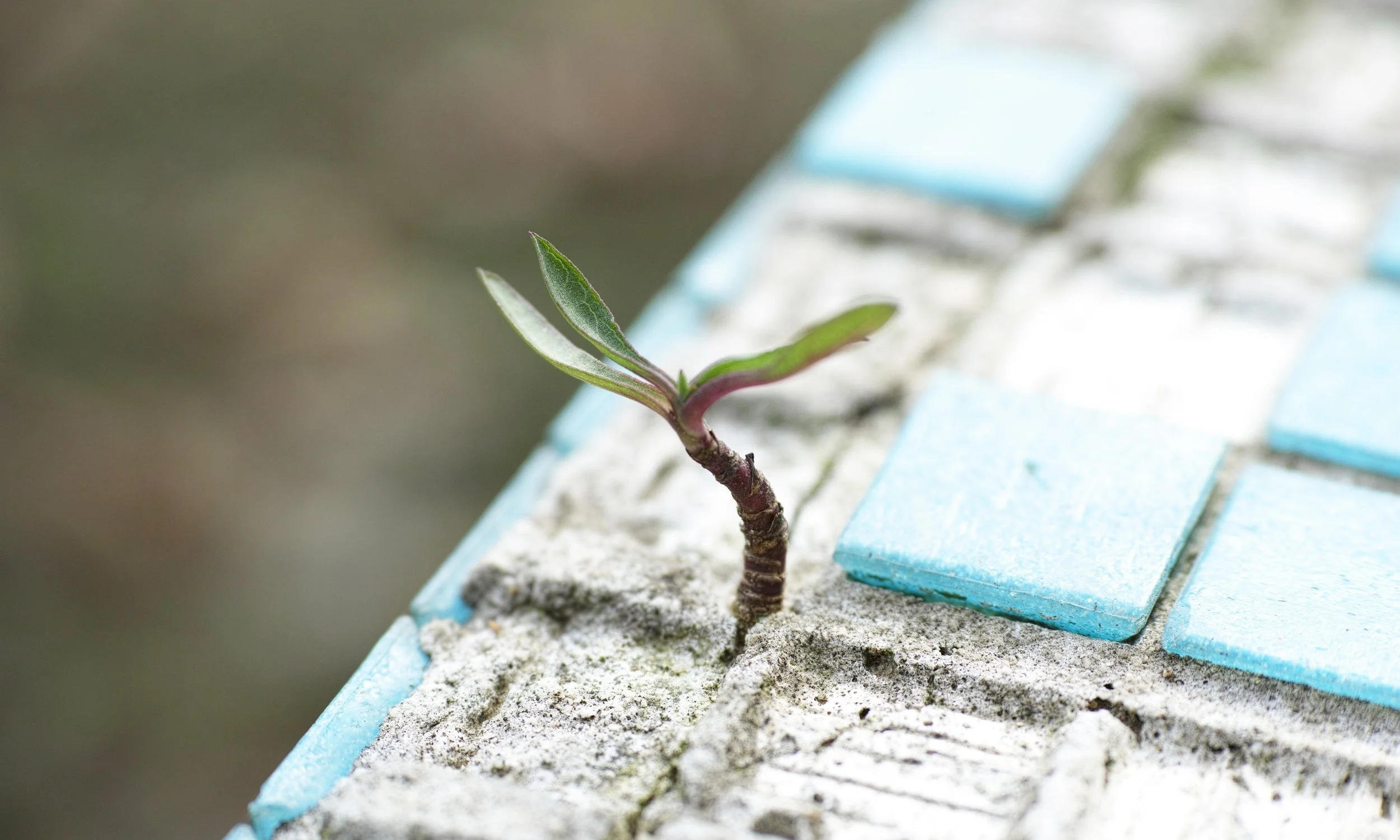 IMAGE COURTESY OF PEXELS.COM