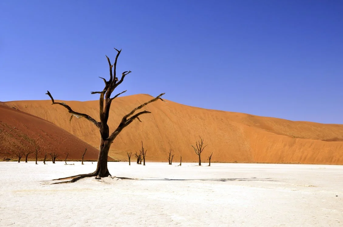 tree-desert-namibia-dead-vlei-68661.jpeg