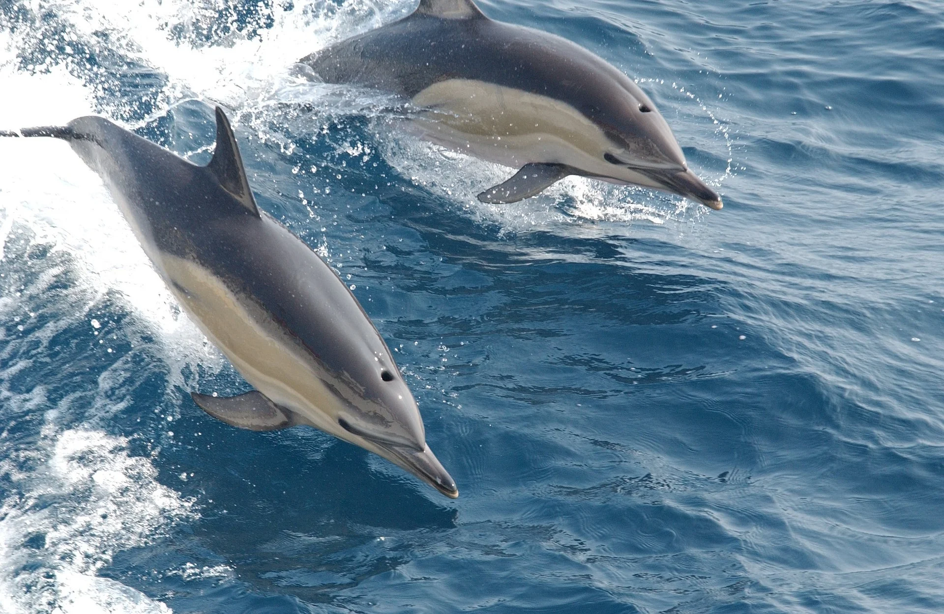 Common dolphins in the wild. This species is less popular for captivity than bottlenose dolphins as they have even more trouble adapting to such a life, but are sometimes still captured. Photo courtesy of pixabay.com