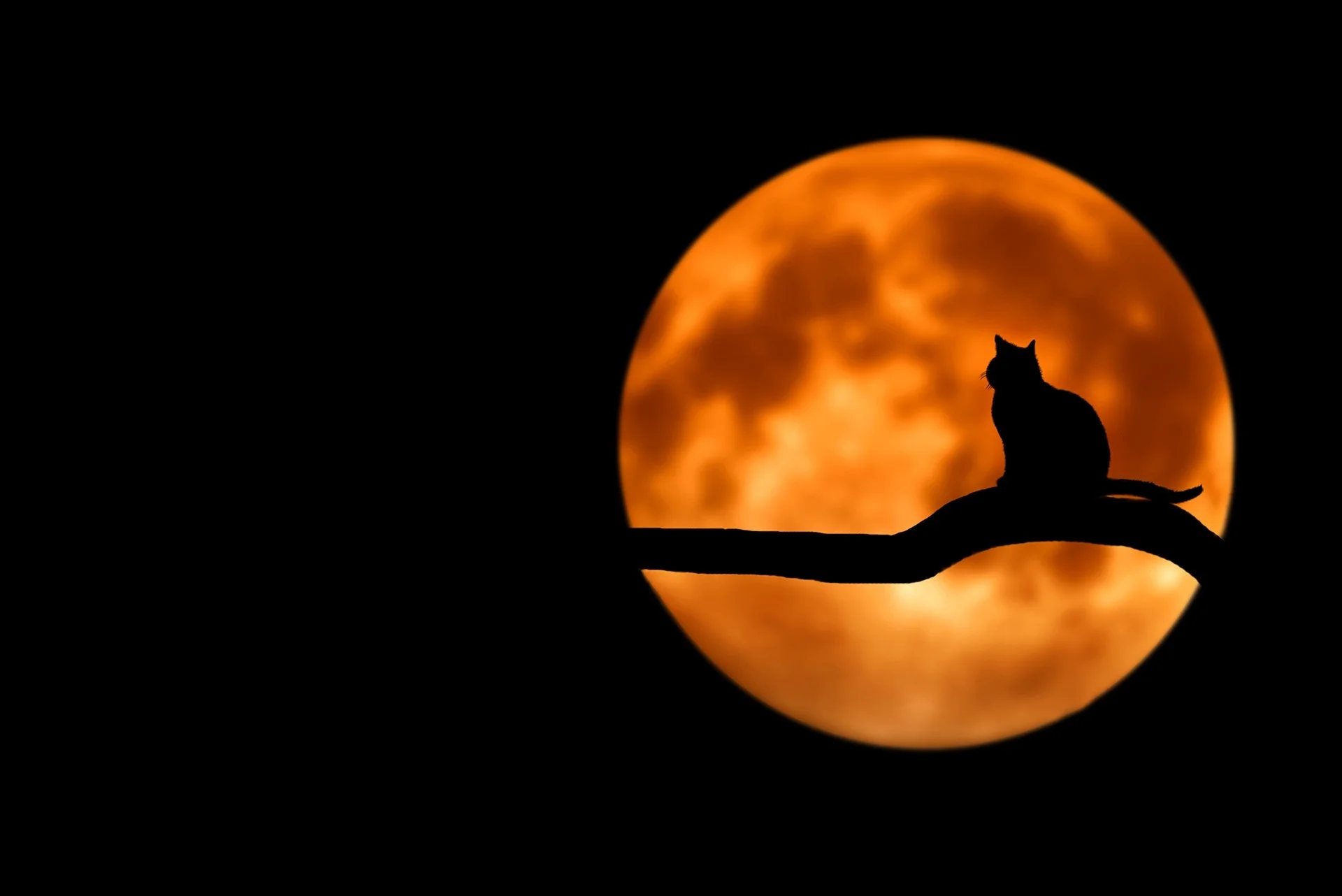 animal-branch-cat-35888.jpg