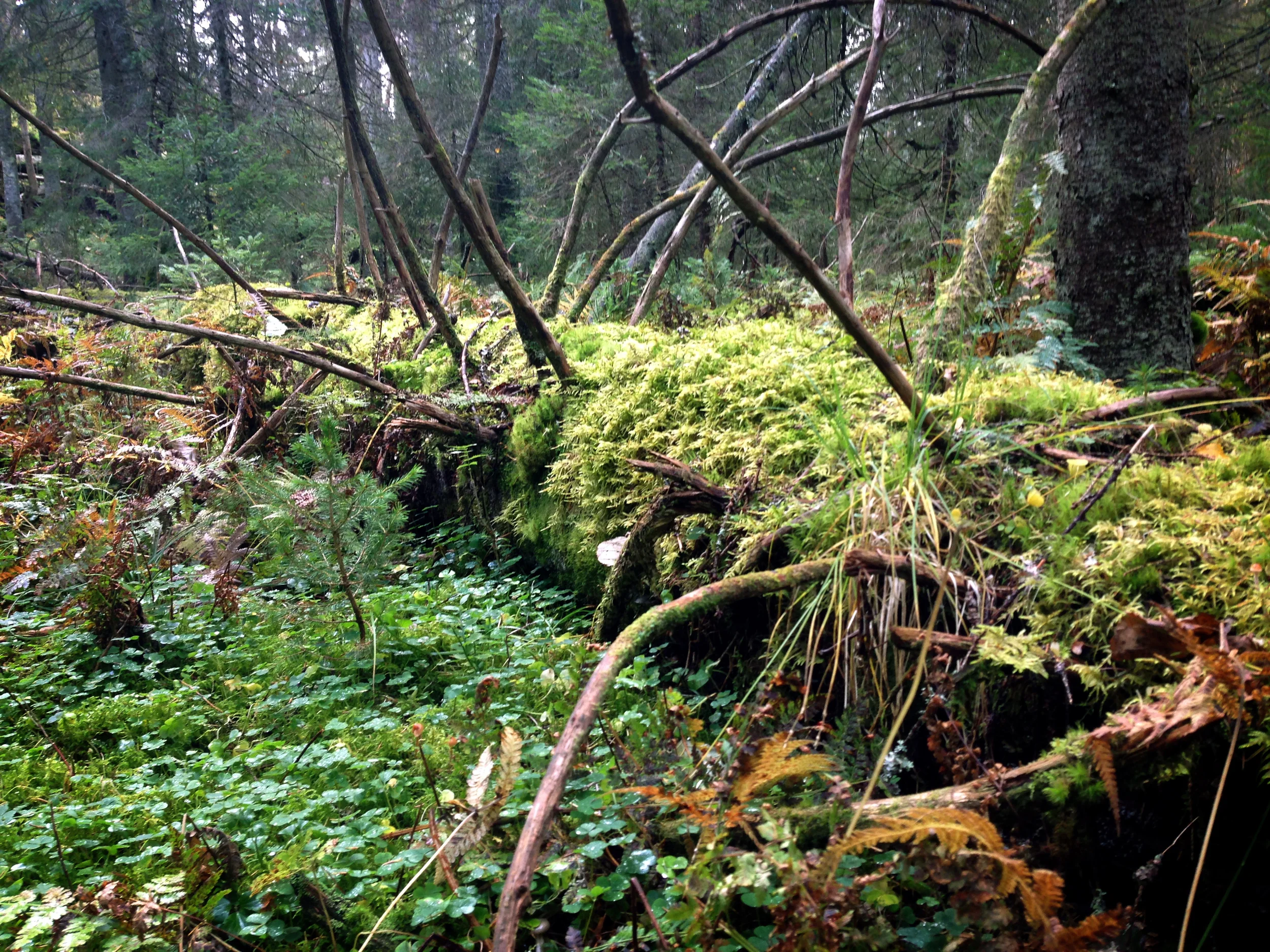 From the newly protected forest of Askilsåsen in 30 km south of Oslo.