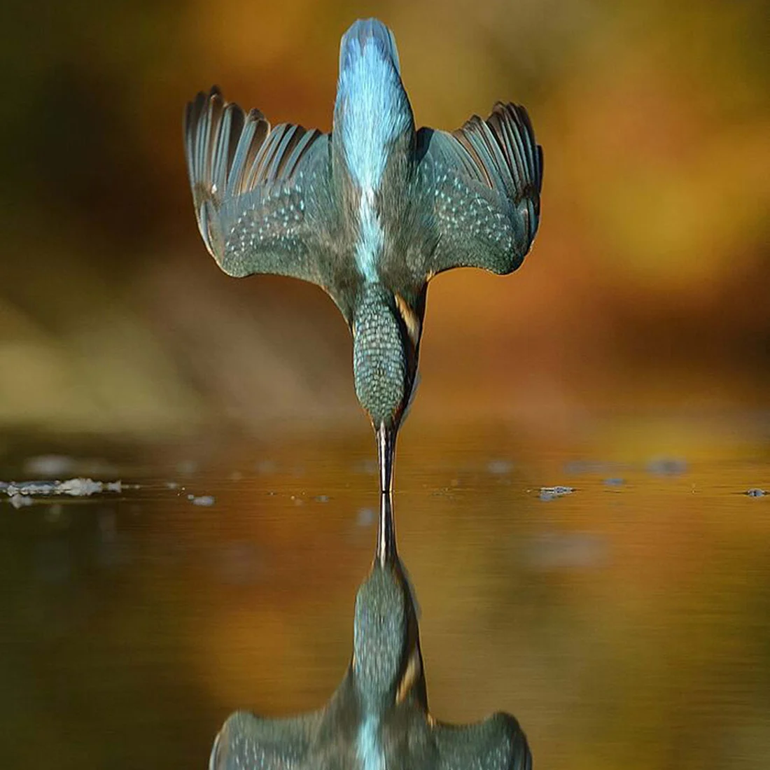 Kingfisher photographed by Alan McFadyyen