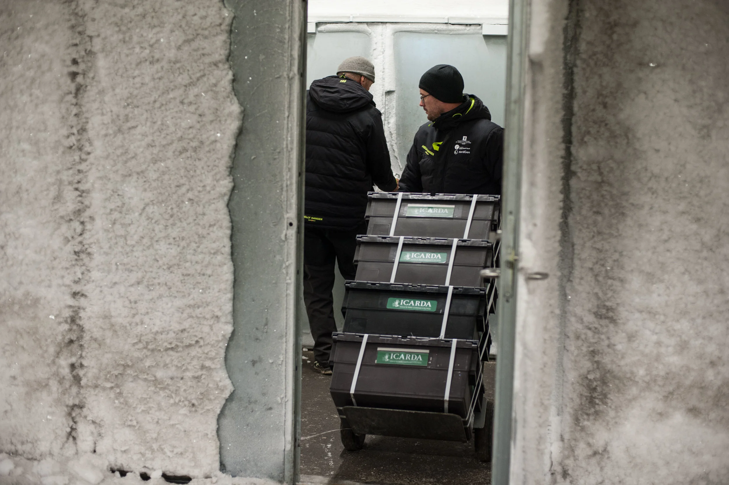 Seeds arriving into the permafrost vault. Photo: Riccardo Gangale, Landbruks-og matdepartementet.