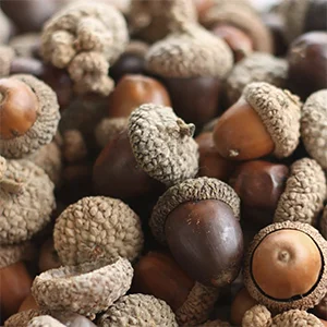 Catalyst §24 The 256 Acorns of the Oak (Produce 1)