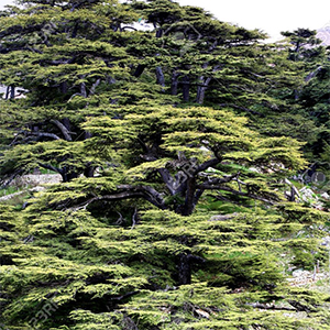Catalyst §28 The Cedar Tree at Verdens Ende (Tree 2)
