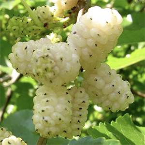 Catalyst #32 The Mulberries & The 256 species of the Garden (Produce 3)